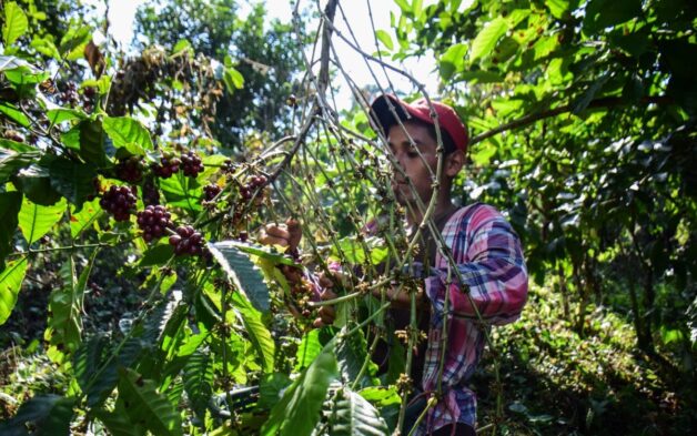¿Las plantas hablan? Estudio detecta que plantas estresadas emiten ...