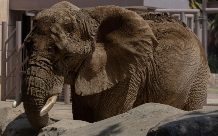 El paso lento de Ely, la elefante más triste del mundo El paso lento de Ely, la elefante más triste del mundo