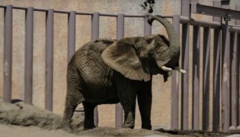 SCJN atrae caso de Ely, elefante encerrada en Zoológico de Aragón