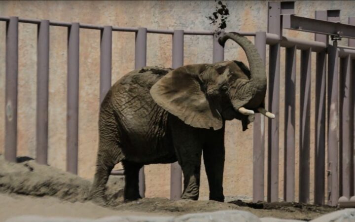 SCJN atrae caso de Ely, elefante encerrada en Zoológico de Aragón