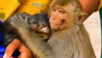 Video | Mono salva a gatito antes de que muera ahogado en pozo