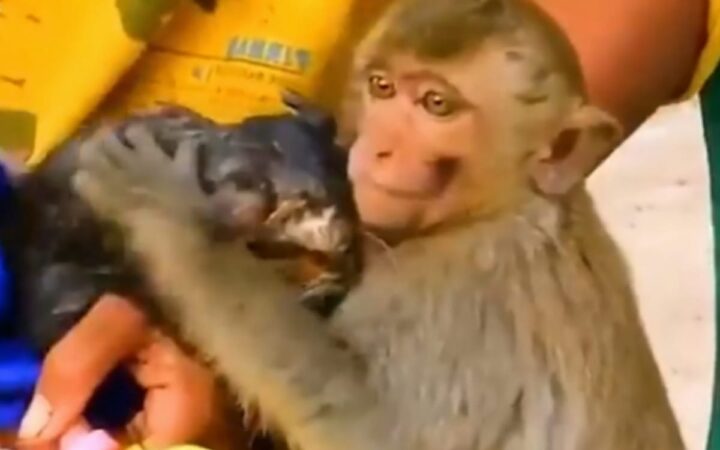 Video | Mono salva a gatito antes de que muera ahogado en pozo