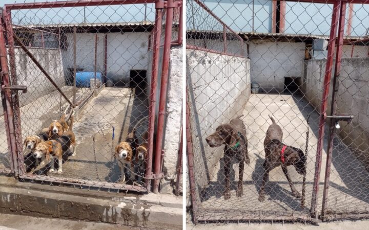 Rescatan a 46 perros maltratados en Texcoco, Edomex Rescatan a 46 perros maltratados en Texcoco, Edomex