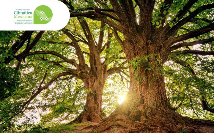 Deforestación en México registra un promedio anual de 127.8 mil hectáreas Deforestación en México registra un promedio anual de 127.8 mil hectáreas