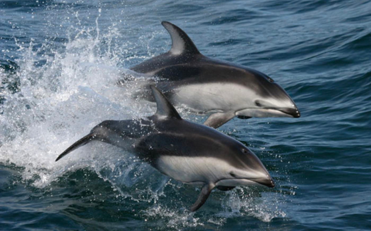 The Chilean dolphin is endangered due to pollution and bird flu