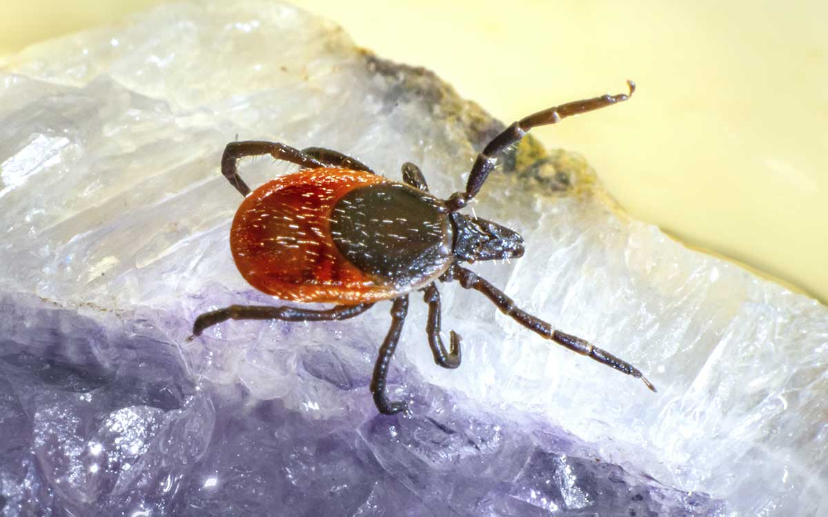 A case of Crimean-Congo hemorrhagic fever in humans was detected in Senegal