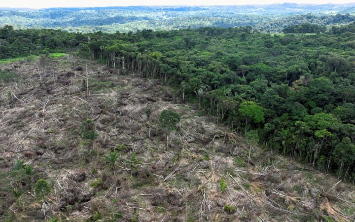 Google ofrece su inteligencia artificial para combatir devastación del Amazonas Google ofrece su inteligencia artificial para combatir devastación del Amazonas