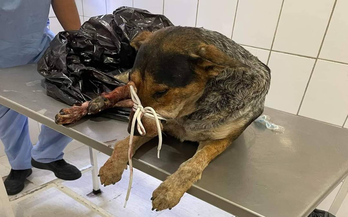 Atropellan a lomito y piden ayuda para amputaciones Atropellan a lomito y piden ayuda para amputaciones