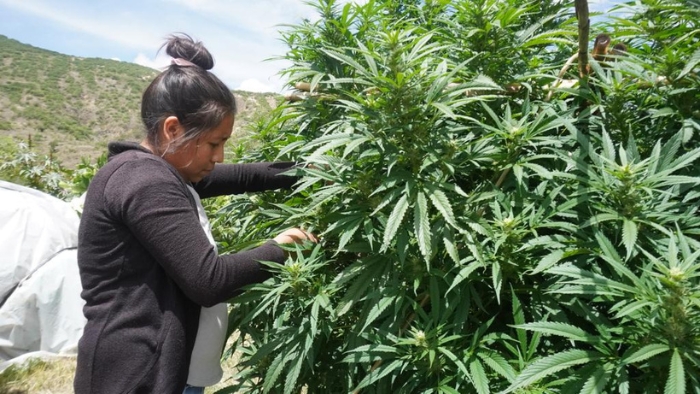 Las curanderas oaxaqueñas que cultivan cannabis 