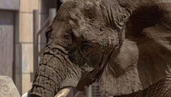 ¿Qué exigen los grupos ambientalistas para Ely, la elefante más triste del mundo?