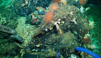 Descubren un inmenso y antiguo arrecife de coral en las Galápagos