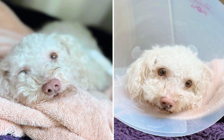 Video y fotos | Así salvaron a Toodles, perrito que sufrió una sobredosis de fentanilo Video y fotos | Así salvaron a Toodles, perrito que sufrió una sobredosis de fentanilo