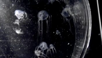 Video | Descubren nueva especie de medusa con... ¡24 ojos y en ...