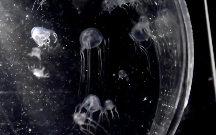 Video | Descubren nueva especie de medusa con... ¡24 ojos y en forma de cubo!
