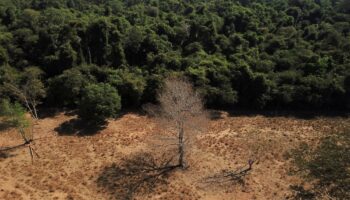 La deforestación en la Amazonía brasileña se redujo un 67,9 % en abril