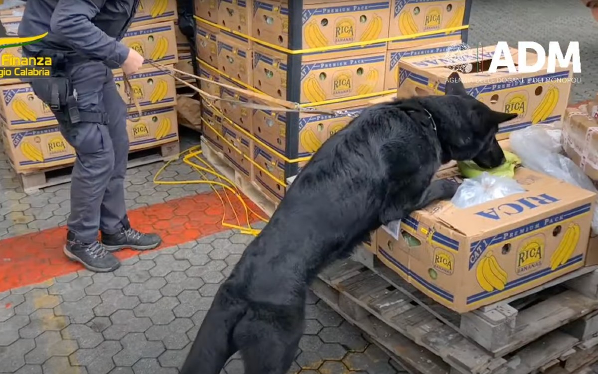 Dog finds 2.7 tons of cocaine among bananas