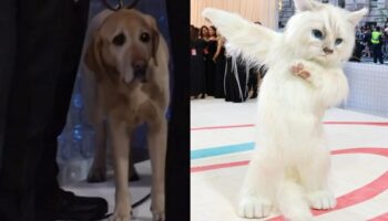 Video | Perrito se asustó con el disfraz de gato de Jared Leto en la Met Gala