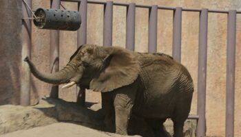 Meter más elefantes en Zoológico de Aragón va contra tendencia mundial: Valencia | Entérate