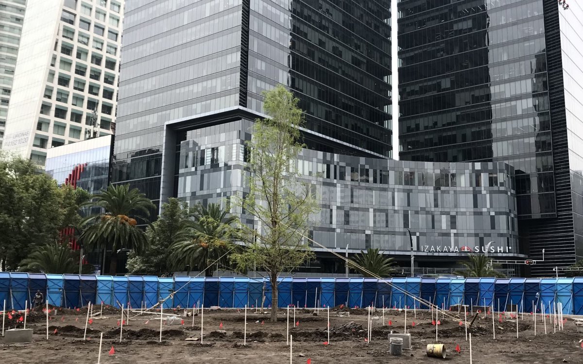 Detienen a hombre que vertió cemento en el nuevo ahuehuete de Reforma Detienen a hombre que vertió cemento en el nuevo ahuehuete de Reforma