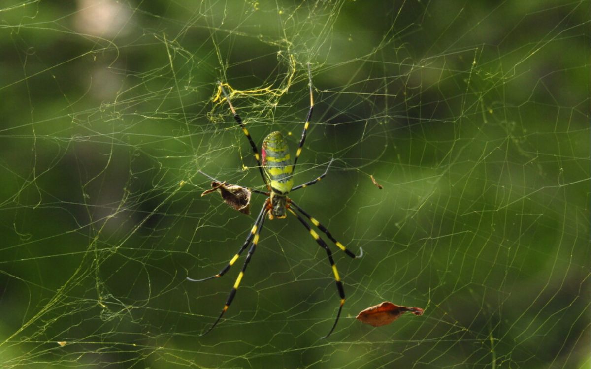 Estudio alerta del peligro que supone el desconocimiento de las arañas Estudio alerta del peligro que supone el desconocimiento de las arañas