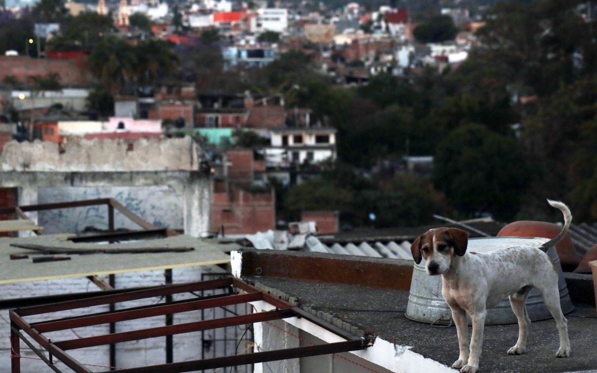 En CDMX, van por 5 años de cárcel y multa de 51 mil pesos a quien abandone perros  en azoteas | Aristegui Noticias