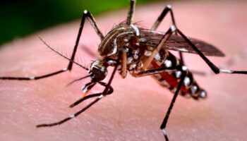 Investigan en Nayarit mutaciones del mosquito transmisor del dengue