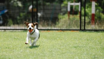 Los corgi dejan de ser los perros favoritos tras la coronación del rey Carlos y Camila