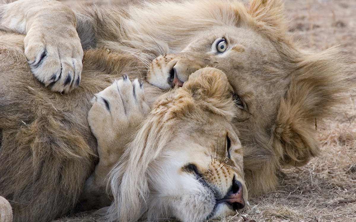 Six more lions killed in Kenya;  add up to 10 last days
