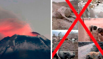 Popocatépetl | Desmienten fotos de animales cubiertos por ceniza volcánica