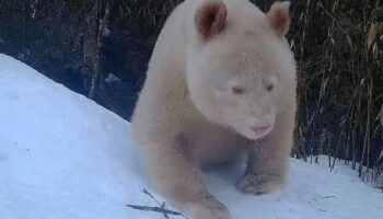 ¿Un panda albino? Sorprenden imágenes del inusual ejemplar | Video