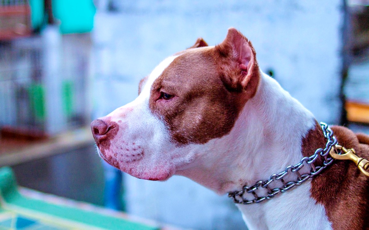 Un mito, las razas ‘agresivas’ de perros: UNAM Un mito, las razas ‘agresivas’ de perros: UNAM