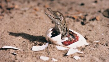 ¡Insólito! Cocodrilo 'virgen' pone huevos sin la necesidad de un macho