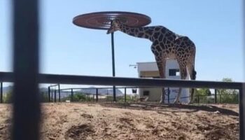 Exigen reubicar a la jirafa Benito ante malas condiciones de vida en Cd. Juárez | Video