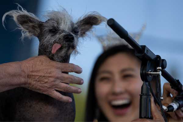 perro sin pelo crestado chino sam