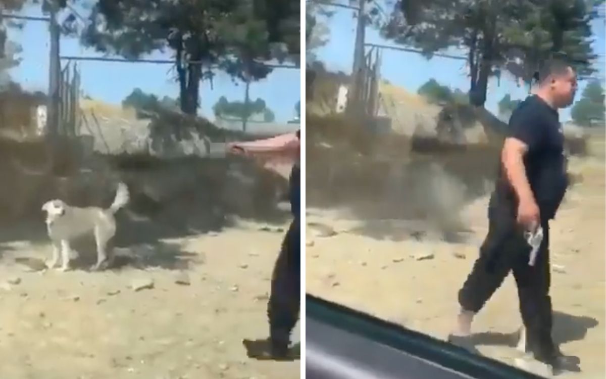 Acusan a excandidato del PVEM y a su hermano por presuntamente matar a perrito Acusan a excandidato del PVEM y a su hermano por presuntamente matar a perrito