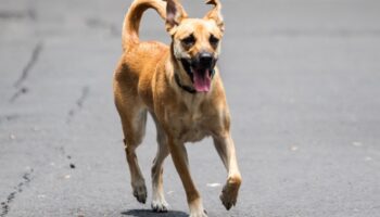 Día Mundial de los Perritos Adoptados: México, 1er primer lugar en abandono
