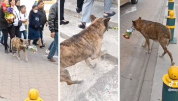 Captan a perrita cargar flores durante cortejo fúnebre | Video