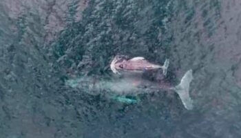 Captan por primera vez a ballena jorobada lactando a su cría en zona de reproducción | Video
