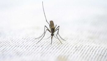 EU confirma los primeros casos de malaria transmitidos localmente en 20 años