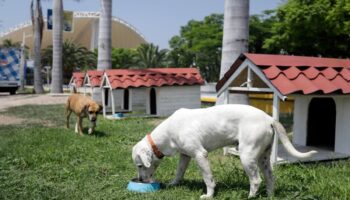 ‘Colonia Dogtores’, un refugio para perros callejeros en Puebla
