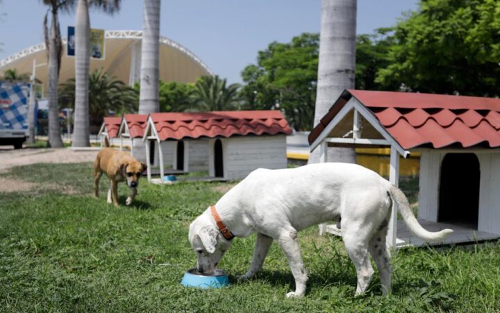 ‘Colonia Dogtores’, un refugio para perros callejeros en Puebla ‘Colonia Dogtores’, un refugio para perros callejeros en Puebla