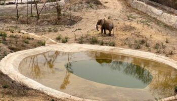 SEDEMA infla datos para celebrar llegada de Gipsy al Zoológico de Aragón