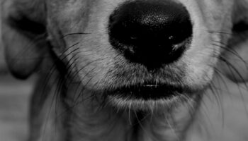 Día Internacional del Perro Callejero: México, 1er primer lugar en abandono