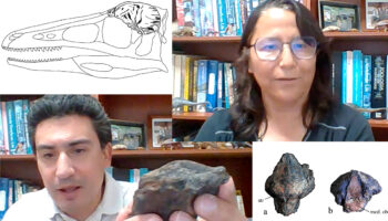 Paleontólogos hallan el primer dinosaurio troodóntido en México | Video