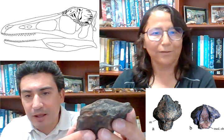 Paleontólogos hallan el primer dinosaurio troodóntido en México | Video