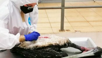 Cientos de aves murieron por El Niño, no por gripe aviar: Agricultura