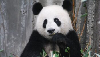 La Tierra está entrando a la sexta extinción masiva de especies