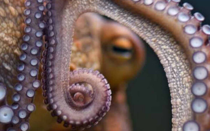 El sueño de los pulpos tiene patrones muy similares a los humanos