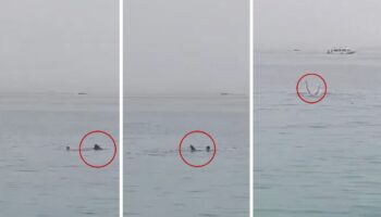 Tiburón ataca a nadador ruso en playa en Egipto | Video