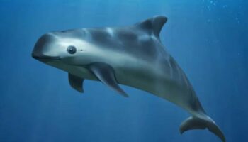 Semarnat anuncia cambios regulatorios para reforzar protección de vaquita marina y totoaba
